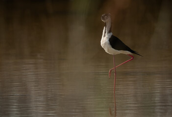Black-winged Stilt preening at Asker Marsh , Bahrain