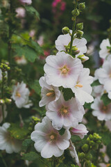 Pink mallow flower in a flowerbed against a background of green leaves