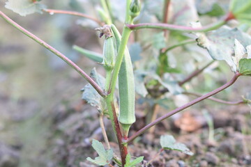 Green vegetable lady Fingers,Okra growing in the field.