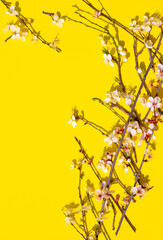 Composition of branches with sakura flowers with shadows on a yellow background. Place for text, spring layout