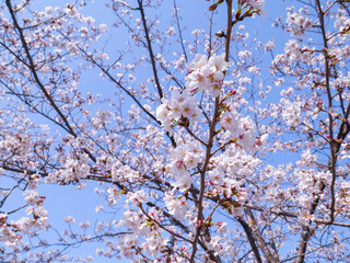cherry blossom in spring