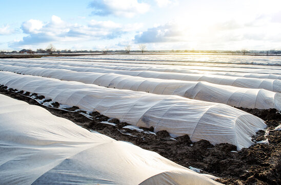Farm potato plantation field is covered with spunbond spunlaid nonwoven agricultural fabric. Create a greenhouse effect. Earlier potatoes, care and protection of young plants from night frost