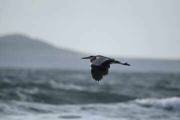 grey heron