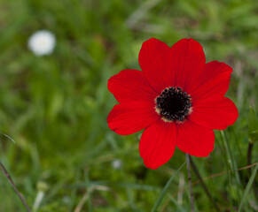 poppy flower on green field, close up