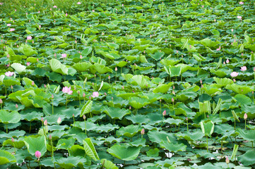연못의 연꽃은 청초하다