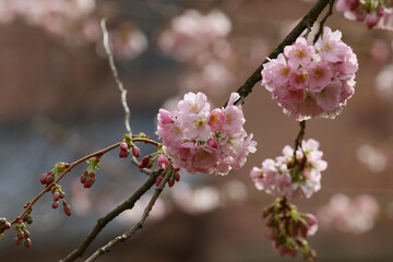 Flowering cherry trees in the spring