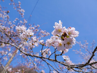 cherry tree blossom