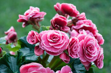 Pink Begonia Picotee Lace tuberous flower bouquet on green background