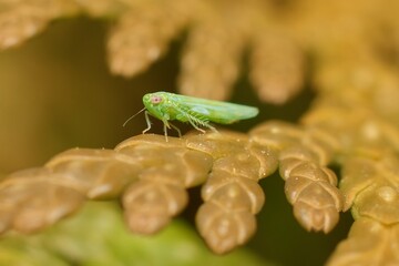 insect Empoasca vitis pidikřísek on a leaf