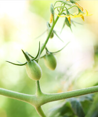 growing tomatoes close up, selective focus