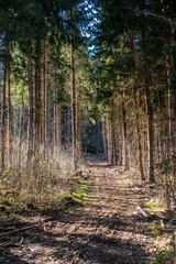 Waldweg durch den Mischwald