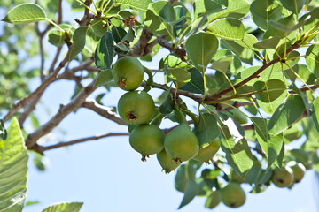 Green pears branch
