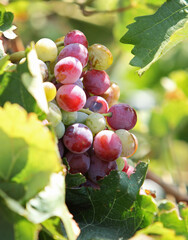 bunch of grapes close-up