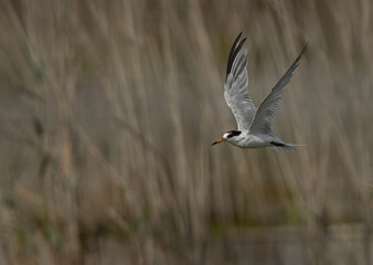 Little Tern flying at Asker marsh, Bahrain