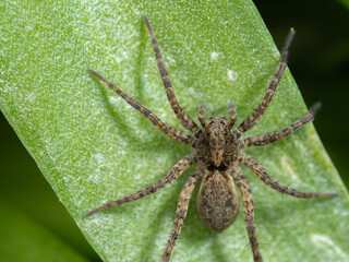 Wolf Spider on a Bluebell Leaf. Sp Paradosa