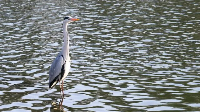 Grey heron bird in standing still in rippled lake 

