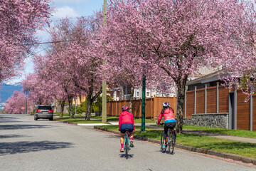 Naklejka premium Vancouver city cherry blossom. Residents are riding bicycles in West 22nd Avenue, Arbutus Ridge residential neighbourhood. BC, Canada.