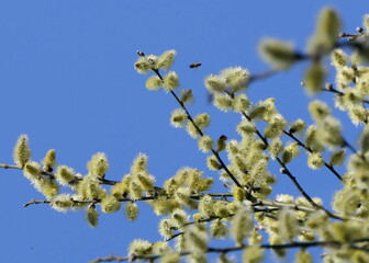 Weidenkätzchen im Frühling