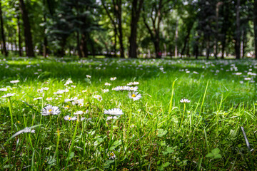 Green glade with daisy flowers in a city, European park.