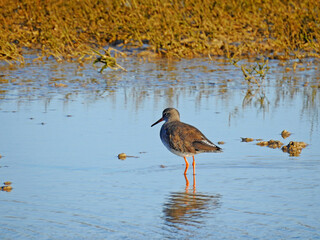 Common Redshank Standing