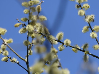 Weidenkätzchen im Frühling