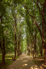 Green crown of tall trees in the European, city park.