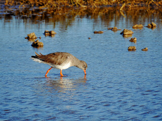 Common Redshank Feeding