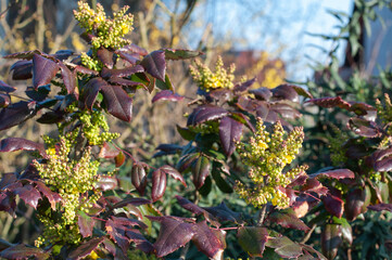 flower clusters of a mahonia shrub in springtime