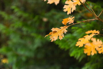 fall leaves from camping ground in san diego area. 
