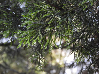 Gotas de lluvia en árbol