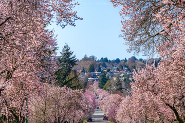 Beautiful cherry blossom in Vancouver city West 22nd Avenue. Cherry tree full bloom in a row. BC, Canada.
