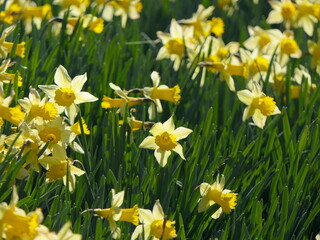 Obraz premium Feld mit Narzissen
