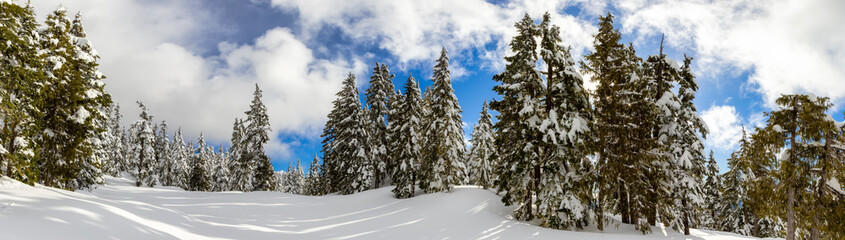 Panoramic View of Canadian Nature Landscape on top of snow covered mountain and green trees in spring. Taken on a snowshoe hike up Elfin Lake in Squamish, North of Vancouver, British Columbia, Canada. - obrazy, fototapety, plakaty