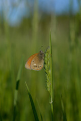 Small heath butterfly in nature, on a plant, close up