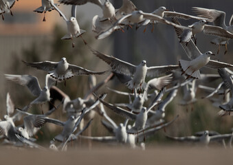Black-headed gulls at Asker marsh, Bahrain