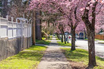 Vancouver city cherry blossom in beautiful full bloom in Arbutus Ridge residential neighbourhood. BC, Canada.