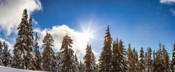 Panoramic View of Canadian Nature Landscape on top of snow covered mountain and green trees in spring. Taken on a snowshoe hike up Elfin Lake in Squamish, North of Vancouver, BC, Canada.