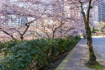 Vancouver city cherry blossom in beautiful full bloom, downtown buildings in the background. Burrard Station. British Columbia, Canada.