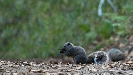 A grey squirrel eats nuts in the woods. Blurred background.