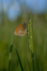 Small heath butterfly in nature, on a plant, close up