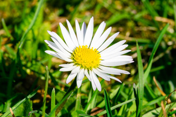 Obraz premium Gänseblume