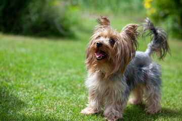 Yorkshire terrier dog the park