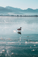 The duck walks on the frozen Plavsko lake