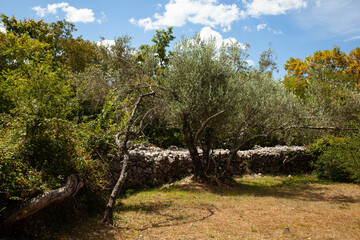 Fototapeta na wymiar View of olive grove in Omišalj, Croatia