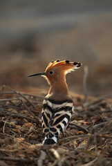 Portrait of a Hoopoe perched at Hamala farm, Bahrain 