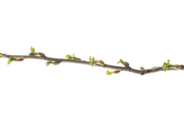 branch with young currant leaves on white background