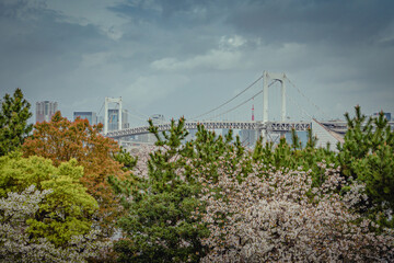 Rainbow Bridge with colorful cherry blossom tress in Tokyo