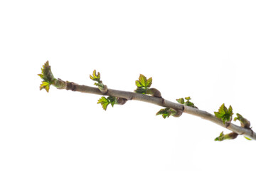 branch with young currant leaves on white background