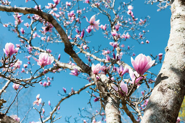 Tulip trees in the spring