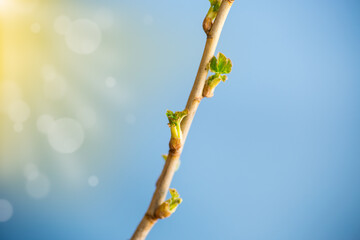 branch with young currant leaves on blue background